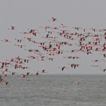 Flamants nains, Sine Saloum