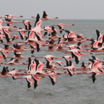 Flamants nains, Sine Saloum