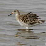Combattant varié, Sine Saloum