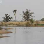 Paysages du Sine Saloum
