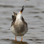 Combattant varié chassant les insectes, Sine Saloum