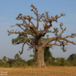 Baobab, Sine Saloum
