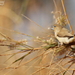 Capucin bec d'argent, Sine Saloum