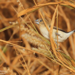 Capucin bec d'argent, Sine Saloum