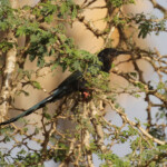 Irrisor moqueur, Sine Saloum