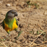 Perroquet youyou, Sine Saloum