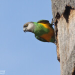 Perroquet youyou, Sine Saloum