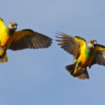 Perroquets youyou, Sine Saloum