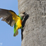 Perroquet youyou, Sine Saloum