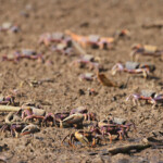 Crabes violonistes, La Somone, Sénégal