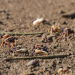 Crabes violonistes, La Somone, Sénégal