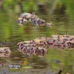 Crabes violonistes, La Somone, Sénégal