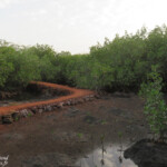Sentier de découverte, La Somone, Sénégal
