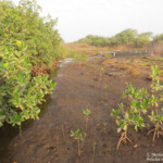 Mangrove, La Somone, Sénégal