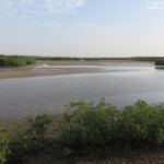 Mangrove, La Somone, Sénégal