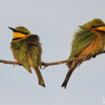 Guêpiers nains, La Somone, Sénégal