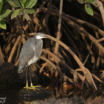 Aigrette des récifs, La Somone, Sénégal