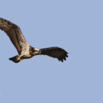 Balbuzard pêcheur, La Somone, Sénégal