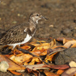 Tournepierre à collier, La Somone, Sénégal