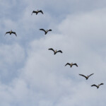 Cormorans à poitrine blanche, La Somone, Sénégal