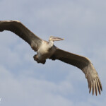 Pélican gris, La Somone, Sénégal