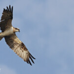 Balbuzard pêcheur, La Somone, Sénégal