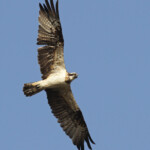 Balbuzard pêcheur, La Somone, Sénégal