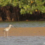 Courlis cendré, La Somone, Sénégal
