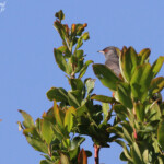 Fauvette sarde, Cap corse