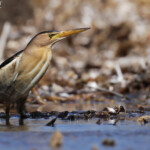 Blongios nain, Cap Corse