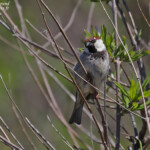 Moineau cisalpin, Cap Corse
