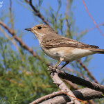 Gobemouche gris, Cap Corse