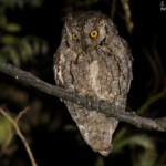 Petit-duc scops, Corse