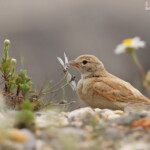 Ammomane élégante, Lido de Mateille, Gruissan, Aude