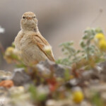 Ammomane élégante, Lido de Mateille, Gruissan, Aude