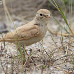 Ammomane élégante, Lido de Mateille, Gruissan, Aude
