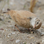 Ammomane élégante, Lido de Mateille, Gruissan, Aude