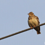 Alouette lulu, Sierra Morena