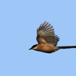 Pie bleue, Sierra Morena