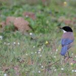 Pie bleue, Sierra Morena