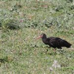 Ibis chauve, Barbate