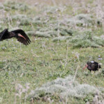 Ibis chauve, Barbate