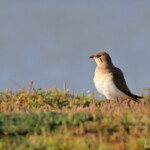 Glaréole à collier, étangs de Barbate