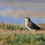 Glaréole à collier, étangs de Barbate