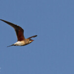 Glaréole à collier, étangs de Barbate