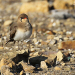 Glaréole à collier, étangs de Barbate