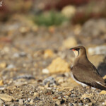 Glaréole à collier, étangs de Barbate