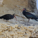 Ibis chauve, Vejer de la Frontera