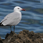 Goéland d'Audouin, sentier des douaniers depuis Macinaggio