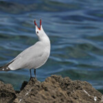 Goéland d'Audouin, sentier des douaniers depuis Macinaggio